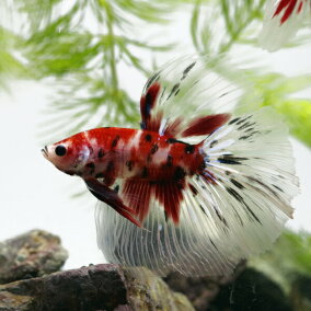 楽天市場 観賞魚 人気ランキング1位 売れ筋商品