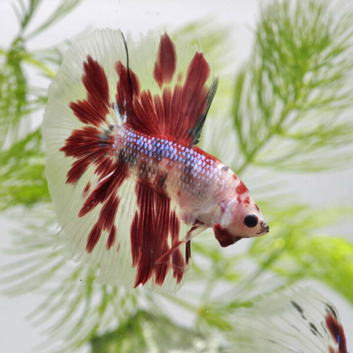 楽天市場 熱帯魚 生体 コイカラーベタ ハーフムーン おまかせ個体 １匹 水槽 熱帯魚 観賞魚 飼育 生体 通販 販売 アクアリウム あくありうむ ネオス 楽天市場店
