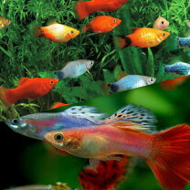 楽天市場】熱帯魚 販売（熱帯魚・アクアリウム｜ペット・ペットグッズ 
