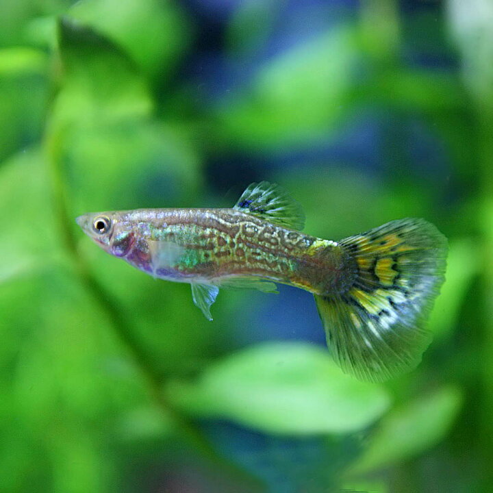 楽天市場 熱帯魚 生体 グリーンコブラグッピー 3cm 3ペア 水槽 熱帯魚 観賞魚 飼育 生体 通販 販売 アクアリウム あくありうむ 小型 ネオス 楽天市場店 楽天市場 熱帯魚 生体 グリーンコブラグッピー 3cm 3ペア 水槽 熱帯魚 観賞魚 飼育 生体 通販 販売 アクアリウム あくありうむ 小型 ネオス 楽天市場店