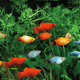 楽天市場 熱帯魚 生体の通販