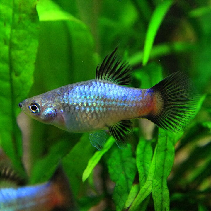 楽天市場 熱帯魚 生体 レインボープラティ 約３cｍ ６匹 水槽 熱帯魚 観賞魚 飼育 生体 通販 販売 アクアリウム あくありうむ 小型 ネオス 楽天市場店