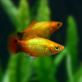 楽天市場 熱帯魚 ミッキーマウスプラティの通販