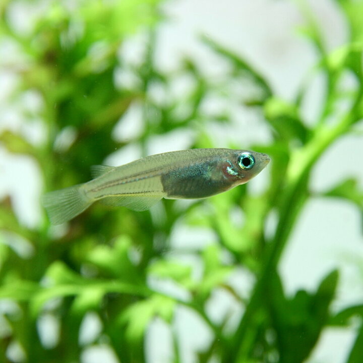楽天市場 熱帯魚 生体 セレベスメダカ 約２ ３cm １匹 水槽 熱帯魚 観賞魚 飼育 生体 通販 販売 アクアリウム あくありうむ 小型 ネオス 楽天市場店