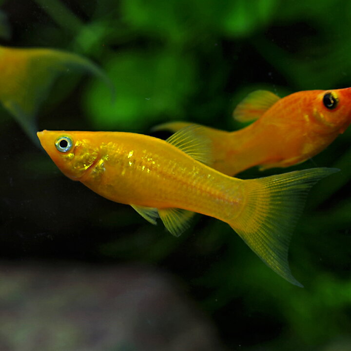楽天市場 熱帯魚 生体 オレンジライヤーモーリー 約４cm ８匹 水槽 熱帯魚 観賞魚 飼育 生体 通販 販売 アクアリウム あくありうむ 小型 ネオス 楽天市場店