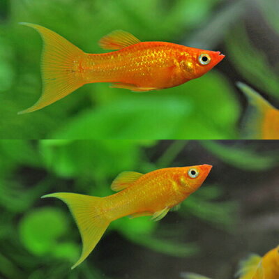 ▼オレンジライヤーモーリー(約4-5cm)<5匹>【水槽/熱帯魚/観賞魚/飼育】【生体】【通販】