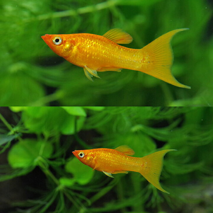 楽天市場 熱帯魚 生体 オレンジライヤーモーリー 約４cm ８匹 水槽 熱帯魚 観賞魚 飼育 生体 通販 販売 アクアリウム あくありうむ 小型 ネオス 楽天市場店