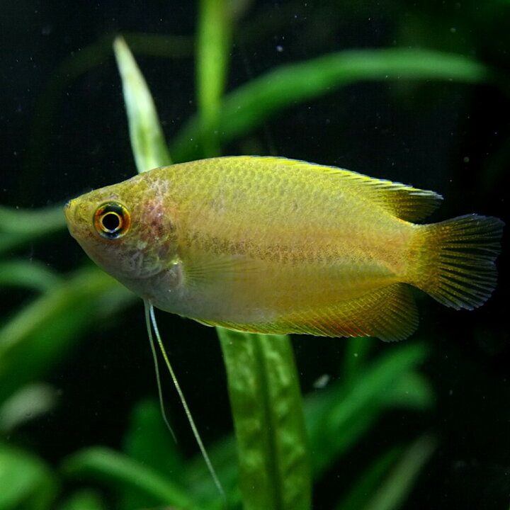 楽天市場 熱帯魚 生体 ゴールデンハニードワーフグラミー 約４cm ３匹 水槽 熱帯魚 観賞魚 飼育 生体 通販 販売 アクアリウム あくありうむ 小型 ネオス 楽天市場店