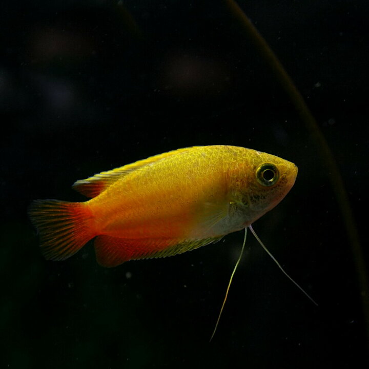 楽天市場 熱帯魚 生体 ゴールデンハニードワーフグラミー 約４cm ３匹 水槽 熱帯魚 観賞魚 飼育 生体 通販 販売 アクアリウム あくありうむ 小型 ネオス 楽天市場店
