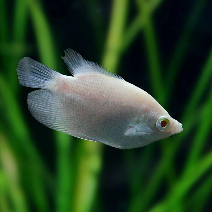 楽天市場】(熱帯魚 生体)アルビノダイヤモンドオスフロネームス 