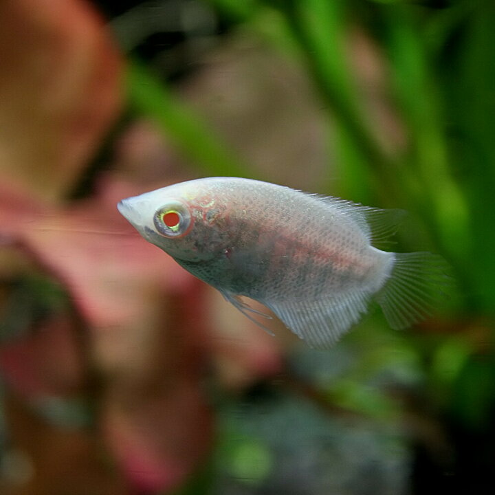 楽天市場】(熱帯魚 生体)アルビノオスフロネームスグラミー （約7cm 