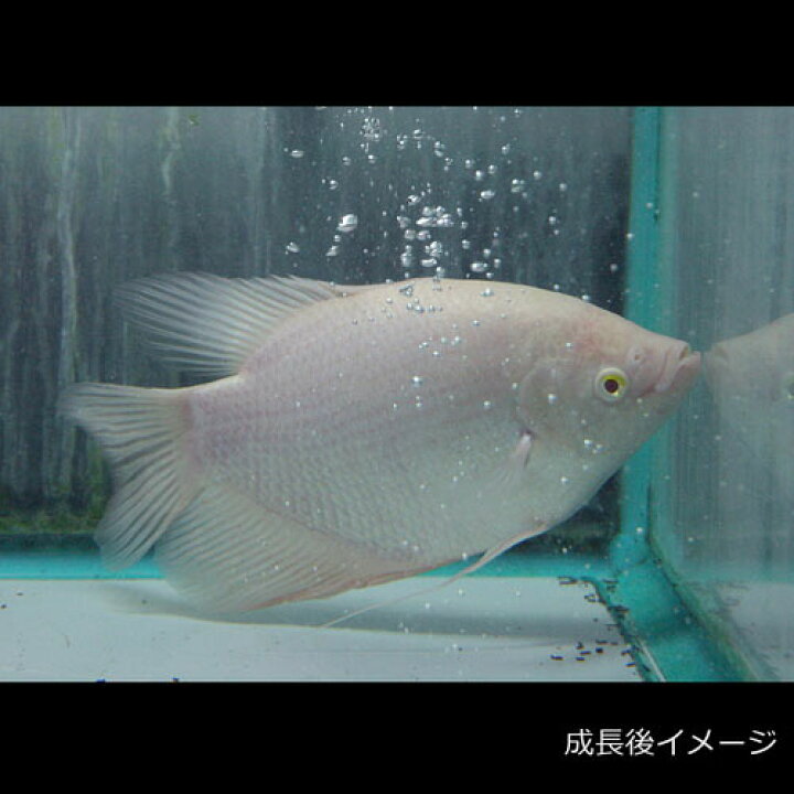 楽天市場】(熱帯魚 生体)アルビノオスフロネームスグラミー （約7cm 