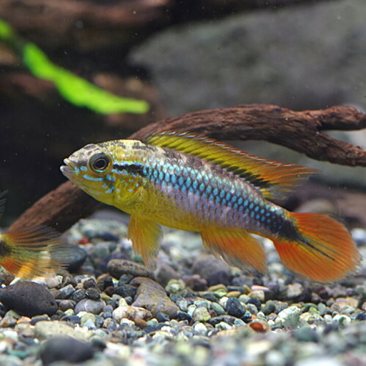 楽天市場】(熱帯魚 生体)アピストグラマ アガシジィ ダブルレッド （約 