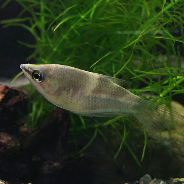 楽天市場 熱帯魚 生体 スファエリクティス アクロストマ １匹 水槽 熱帯魚 観賞魚 飼育 生体 通販 販売 アクアリウム あくありうむ 小型 ネオス 楽天市場店
