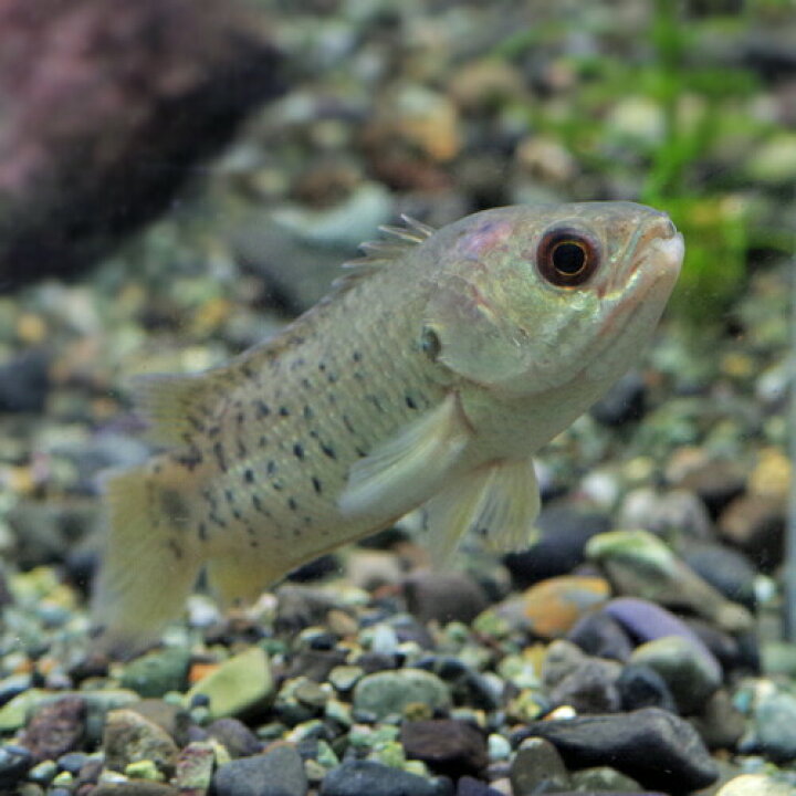 楽天市場 熱帯魚 生体 キノボリウオ 約５cm １匹 水槽 熱帯魚 観賞魚 飼育 生体 通販 販売 アクアリウム あくありうむ 小型 ネオス 楽天市場店