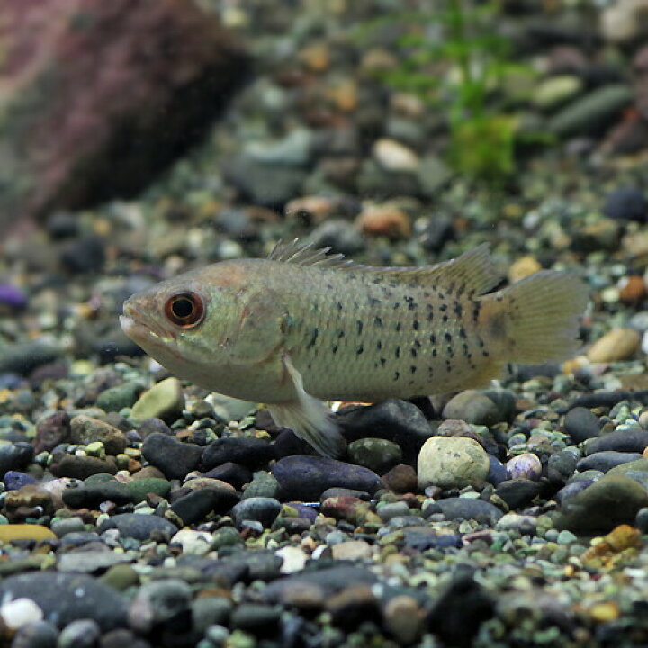 楽天市場 熱帯魚 生体 キノボリウオ 約５cm １匹 水槽 熱帯魚 観賞魚 飼育 生体 通販 販売 アクアリウム あくありうむ 小型 ネオス 楽天市場店