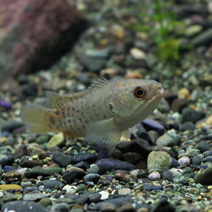 楽天市場 熱帯魚 生体 キノボリウオ 約５cm １匹 水槽 熱帯魚 観賞魚 飼育 生体 通販 販売 アクアリウム あくありうむ 小型 ネオス 楽天市場店