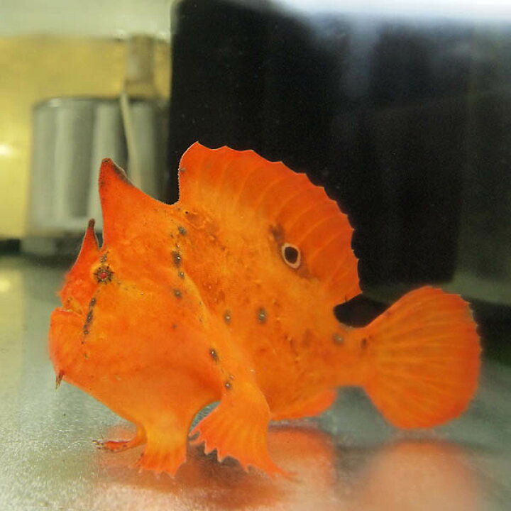 楽天市場 熱帯魚 生体 激レア 淡水 カエルアンコウ ブラキッシュウォーターフロッグフィッシュ 約11cm １匹 撮影個体 代引き不可 珍しい かわいい 熱帯魚 水槽 熱帯魚 観賞魚 飼育 生体 通販 販売 アクアリウム あくありうむ ネオス 楽天市場店