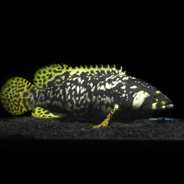 楽天市場 熱帯魚 生体 淡水バンブルビーグルーパー 約２０cm １匹 水槽 熱帯魚 観賞魚 飼育 生体 通販 販売 アクアリウム あくありうむ 小型 ネオス 楽天市場店