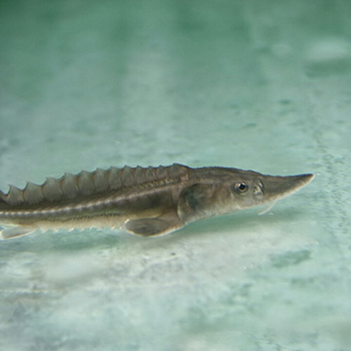 楽天市場 熱帯魚 生体 シロチョウザメ 約８cm １匹 水槽 熱帯魚 観賞魚 飼育 生体 通販 販売 アクアリウム あくありうむ 小型 ネオス 楽天市場店
