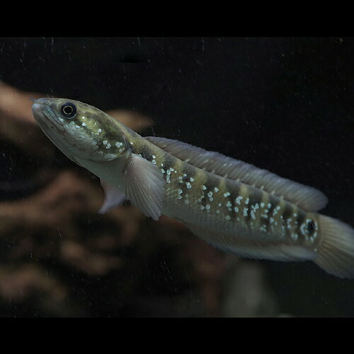 楽天市場 熱帯魚 生体 コウタイ 七星魚 約15cm １匹 水槽 熱帯魚 観賞魚 飼育 生体 通販 販売 アクアリウム あくありうむ ネオス 楽天市場店