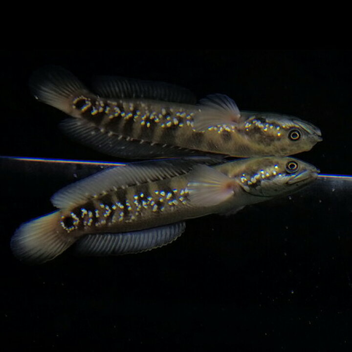 楽天市場 熱帯魚 生体 コウタイ 七星魚 約15cm １匹 水槽 熱帯魚 観賞魚 飼育 生体 通販 販売 アクアリウム あくありうむ ネオス 楽天市場店