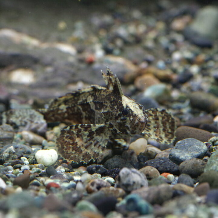 楽天市場 熱帯魚 生体 淡水ハオコゼ 約４cm １匹 水槽 熱帯魚 観賞魚 飼育 生体 通販 販売 アクアリウム あくありうむ 小型 ネオス 楽天市場店