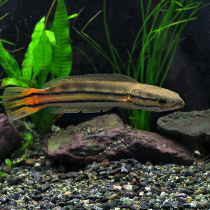 楽天市場 熱帯魚 生体 エンペラースネークヘッド 約１０cm １匹 水槽 熱帯魚 観賞魚 飼育 生体 通販 販売 アクアリウム あくありうむ 小型 ネオス 楽天市場店