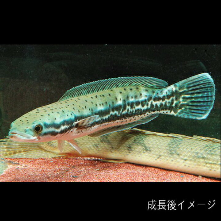楽天市場】(熱帯魚 生体)エンペラースネークヘッド （約10cm）（1匹 