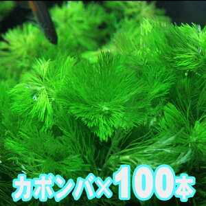 金魚 生体 水草の人気商品 通販 価格比較 価格 Com