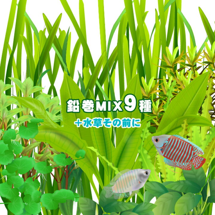 楽天市場 水草 おまかせ水草 前景 後景 鉛巻きmix ミックス ９種 水草その前に １個 前景 後景までバランス良く揃ったオススメ商品です 水槽 熱帯魚 観賞魚 飼育 生体 通販 販売 アクアリウム あくありうむ 小型 ネオス 楽天市場店