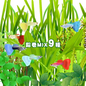 (水草)おまかせ水草 前景〜後景 鉛巻きMIX(ミックス) (9種)! 前景〜後景までバランス良く揃ったオススメ商品です!【水槽/熱帯魚/観賞魚/飼育】【生体】【通販/販売】【アクアリ