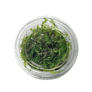(水草)ウィローモス S 1カップ【水槽/熱帯魚/観賞魚/飼育】【生体】【通販/販売】【アクアリウム/あくありうむ】【小型】