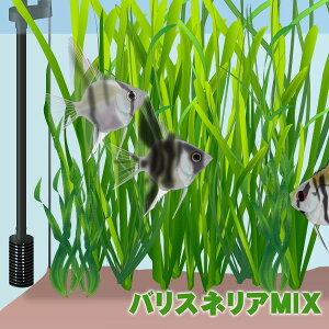 水草 飼育 熱帯魚 アクアリウム用品の人気商品 通販 価格比較 価格 Com