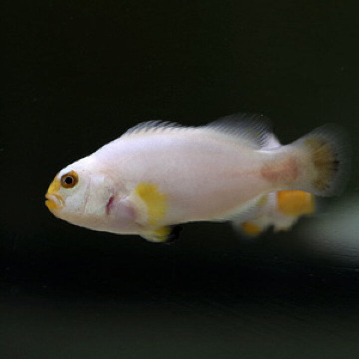 楽天市場 海水魚 ペルクラクラウン プラチナ ブリード 約３cm １匹 水槽 熱帯魚 観賞魚 飼育 生体 通販 販売 アクアリウム あくありうむ 小型 ネオス 楽天市場店