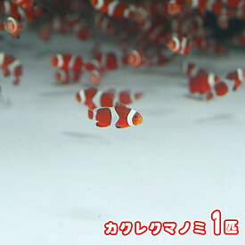 楽天市場 カクレクマノミ 生体の通販