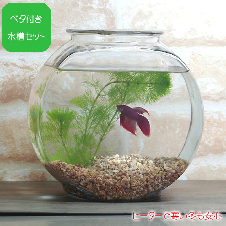 楽天市場 ベタ飼育セット ベーシック 太鼓鉢タイプ 水槽セット 飼育セット 水槽 熱帯魚 観賞魚 飼育 セット水槽 オブジェ 生体 通販 販売 アクアリウム あくありうむ 小型 ネオス 楽天市場店