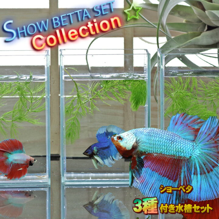 楽天市場 ベタ飼育コレクションシリーズ ショーベタ 生体付き 水槽ｍセット 新着 水槽セット 飼育セット 新着 水槽 熱帯魚 観賞魚 飼育 セット水槽 オブジェ 生体 通販 販売 アクアリウム あくありうむ 小型 ネオス 楽天市場店