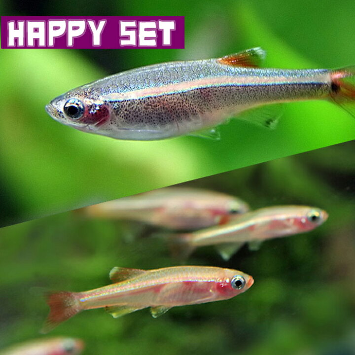 限定価格セール 熱帯魚 ゴールデンアカヒレ 10匹 Shubhamholidayhomes Com 限定価格セール 熱帯魚 ゴールデンアカヒレ 10匹 Shubhamholidayhomes Com