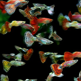 (ネオスセール)(熱帯魚 生体)ミックスグッピー【外国産】　（約3cm）（20ペア）