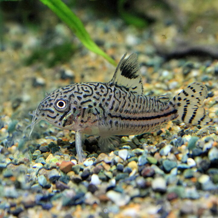 楽天市場 熱帯魚 生体 コリドラス ジュリー ブリード 約２ ３cm ３匹 水槽 熱帯魚 観賞魚 飼育 生体 通販 販売 アクアリウム あくありうむ 小型 ネオス 楽天市場店