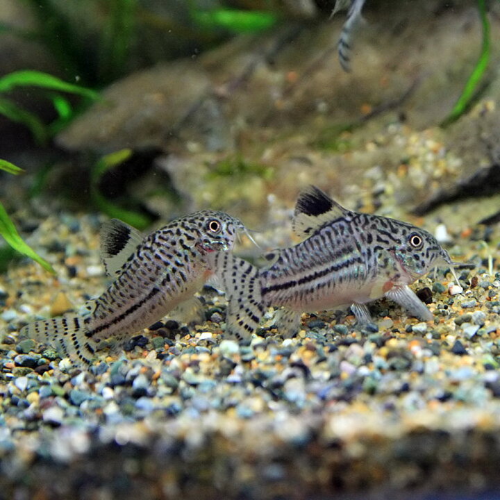 楽天市場 熱帯魚 生体 コリドラス ジュリー ブリード 約２ ３cm ３匹 水槽 熱帯魚 観賞魚 飼育 生体 通販 販売 アクアリウム あくありうむ 小型 ネオス 楽天市場店