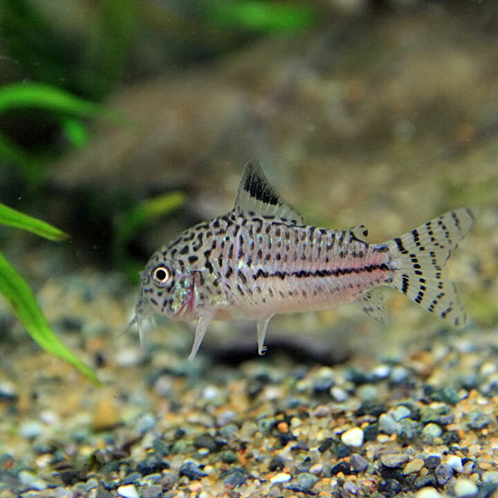 楽天市場 熱帯魚 生体 コリドラス ジュリー ブリード 約２ ３cm ３匹 水槽 熱帯魚 観賞魚 飼育 生体 通販 販売 アクアリウム あくありうむ 小型 ネオス 楽天市場店