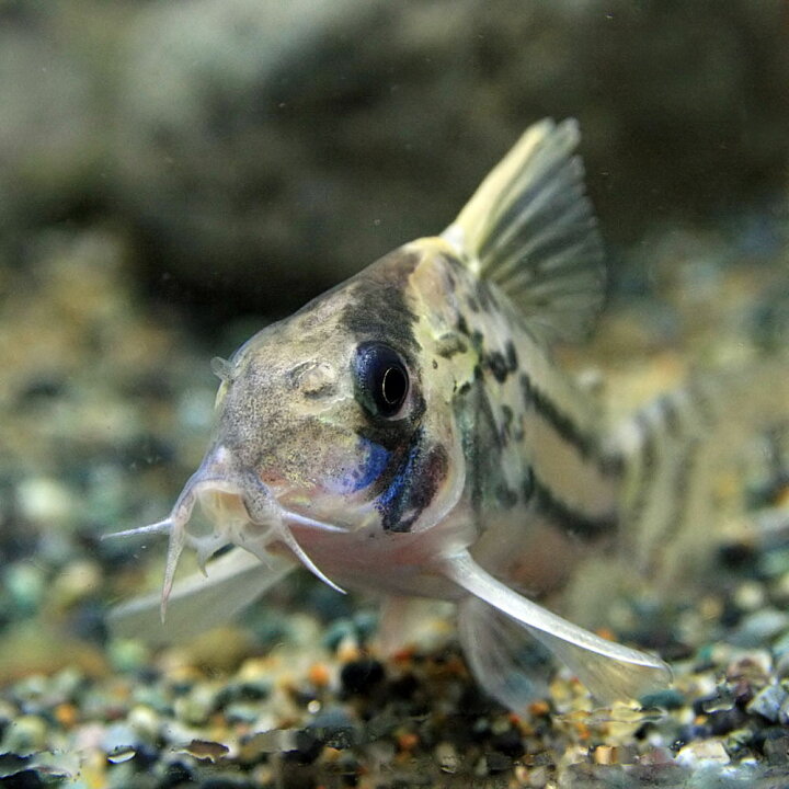楽天市場 熱帯魚 生体 コリドラス スーパーシュワルツィ 約５cm １匹 水槽 熱帯魚 観賞魚 飼育 生体 通販 販売 アクアリウム あくありうむ 小型 ネオス 楽天市場店