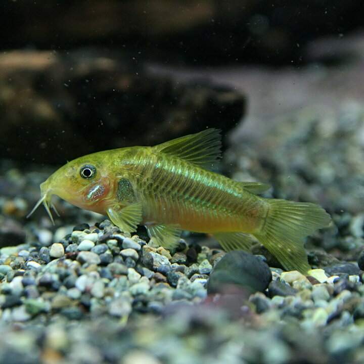 楽天市場 熱帯魚 生体 コリドラス イルミネータスグリーン 約3cm 1匹 水槽 熱帯魚 観賞魚 飼育 生体 通販 販売 アクアリウム あくありうむ ネオス 楽天市場店 楽天市場 熱帯魚 生体 コリドラス イルミネータスグリーン 約3cm 1匹 水槽 熱帯魚 観賞魚 飼育 生体 通販 販売 アクアリウム あくありうむ ネオス 楽天市場店