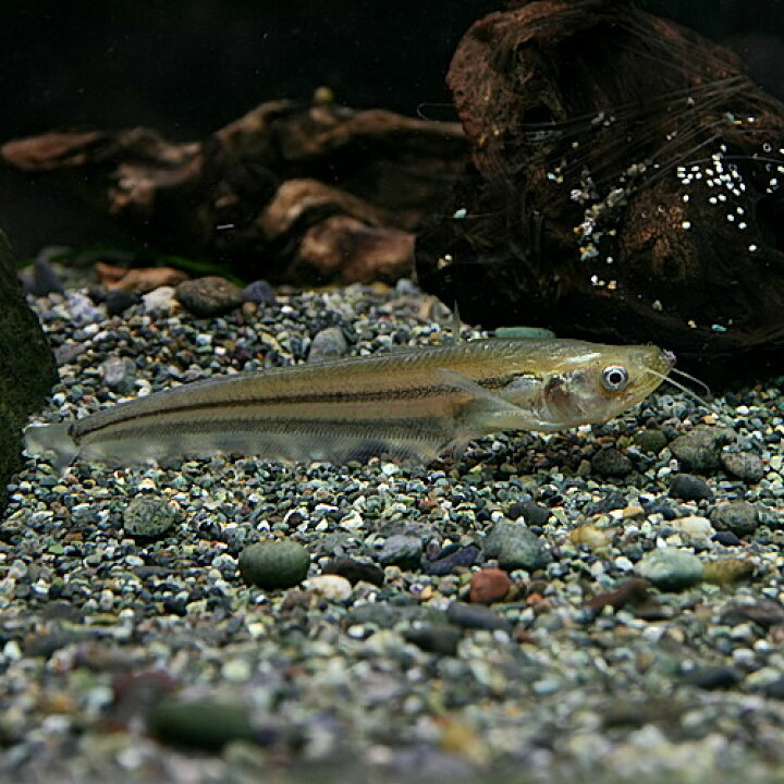 パービャウ 牙鯰 牙魚 ナマズ キャットフィッシュ18cm位