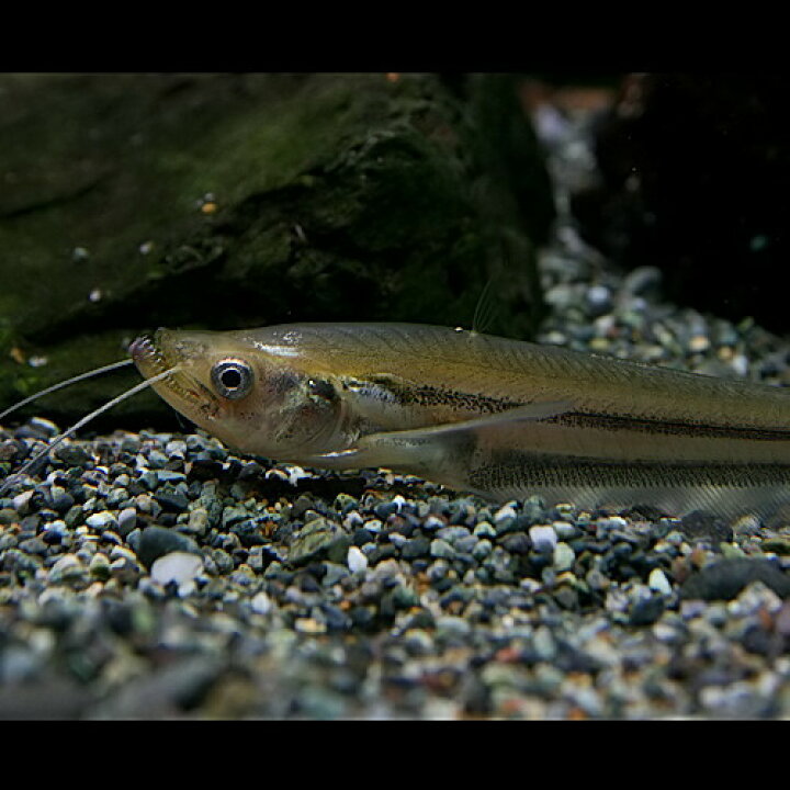 パービャウ 牙鯰 牙魚 ナマズ キャットフィッシュ18cm位