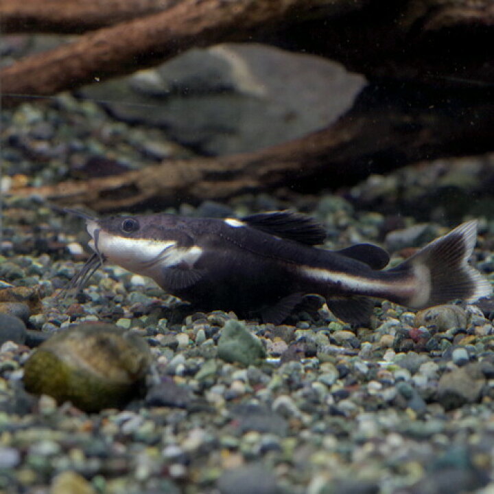 楽天市場 熱帯魚 生体 レッドテールキャット ハーフブラック 約４ ６cm １匹 水槽 熱帯魚 観賞魚 飼育 生体 通販 販売 アクアリウム あくありうむ 小型 ネオス 楽天市場店