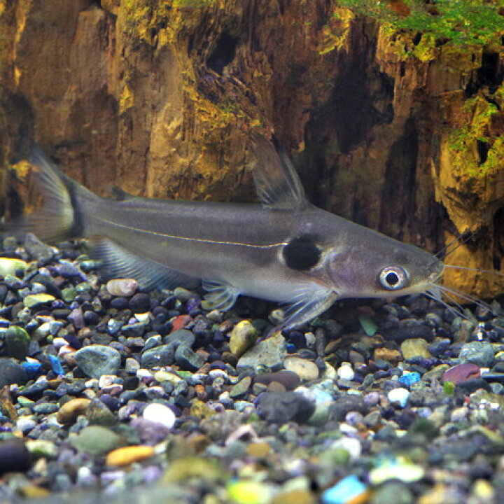 楽天市場】(熱帯魚 生体)ゴールデンミスタス（ホラバグルス 