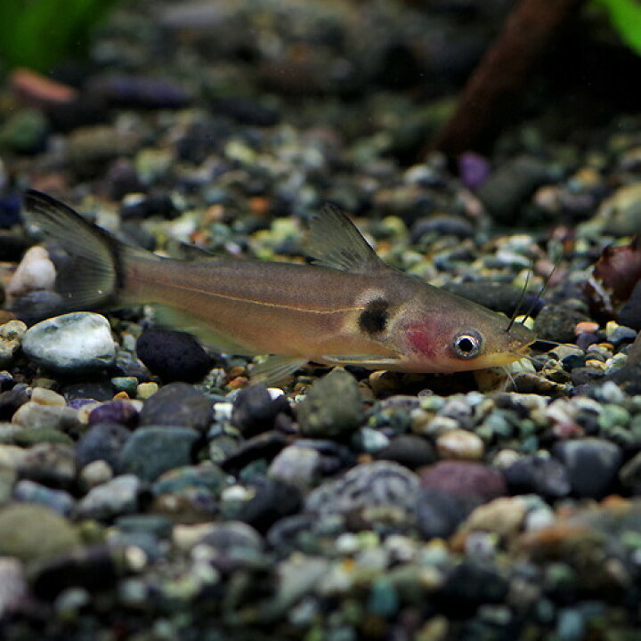 楽天市場】(熱帯魚 生体)ゴールデンミスタス（ホラバグルス 